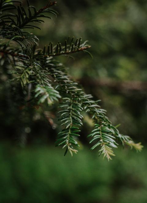 British Pilgrimage with the gough map of britain in Mammut Hiking Equipment