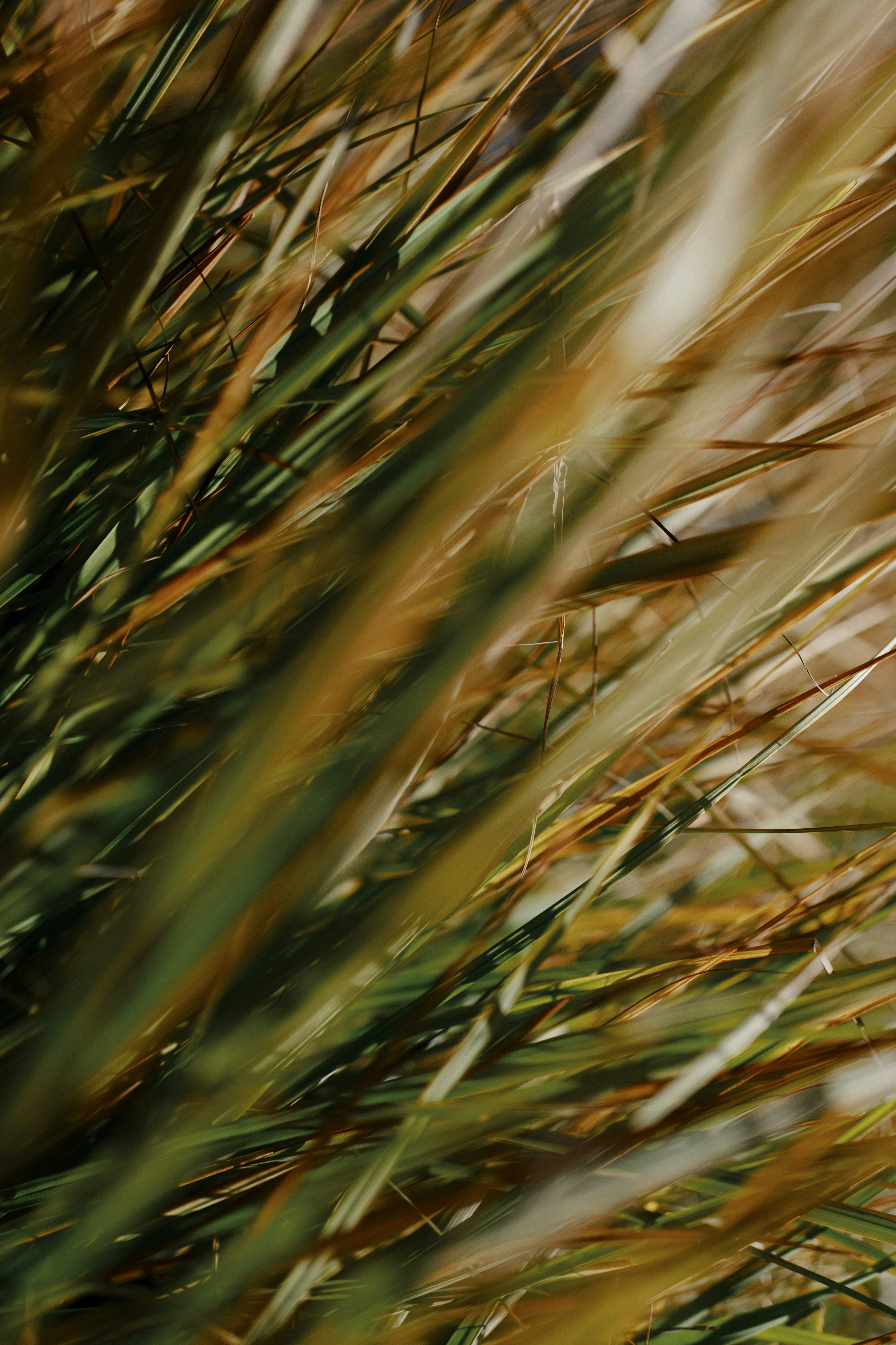 Close up of grasses