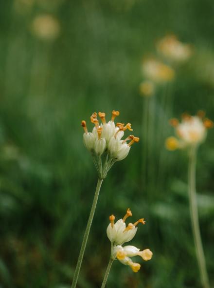 British Pilgrimage with the gough map of britain in Mammut Hiking Equipment